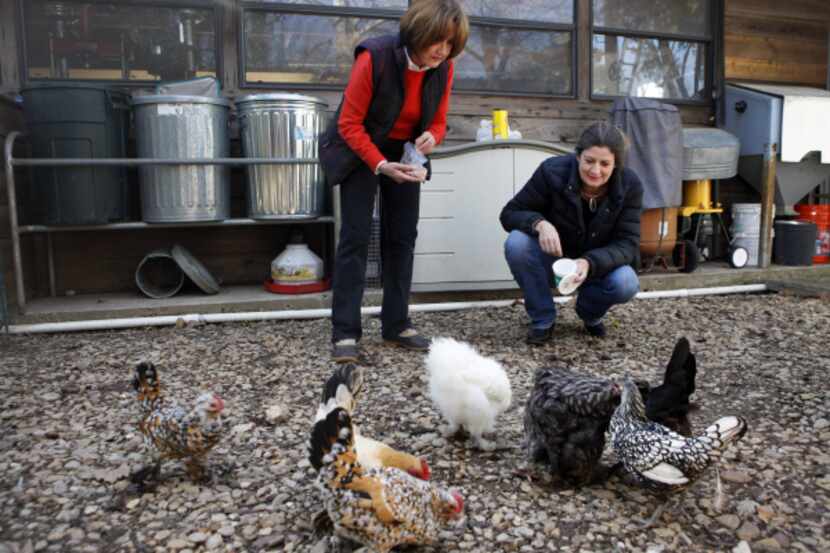 Dominique Miller (right) visits her Bantam hens while they are staying temporarily with her...