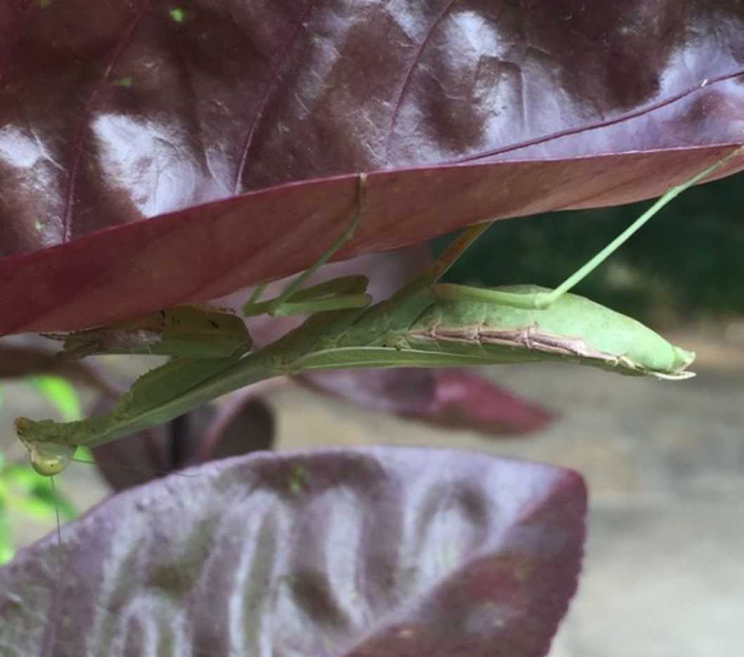 Chinese praying mantis adult. 