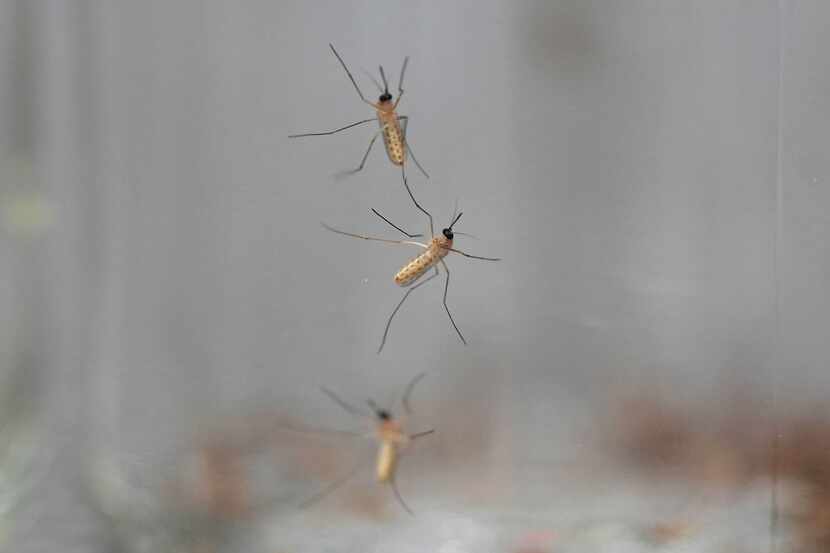 Mosquitoes cling to the inside of a jar loaded with repellent during a test as part of a...