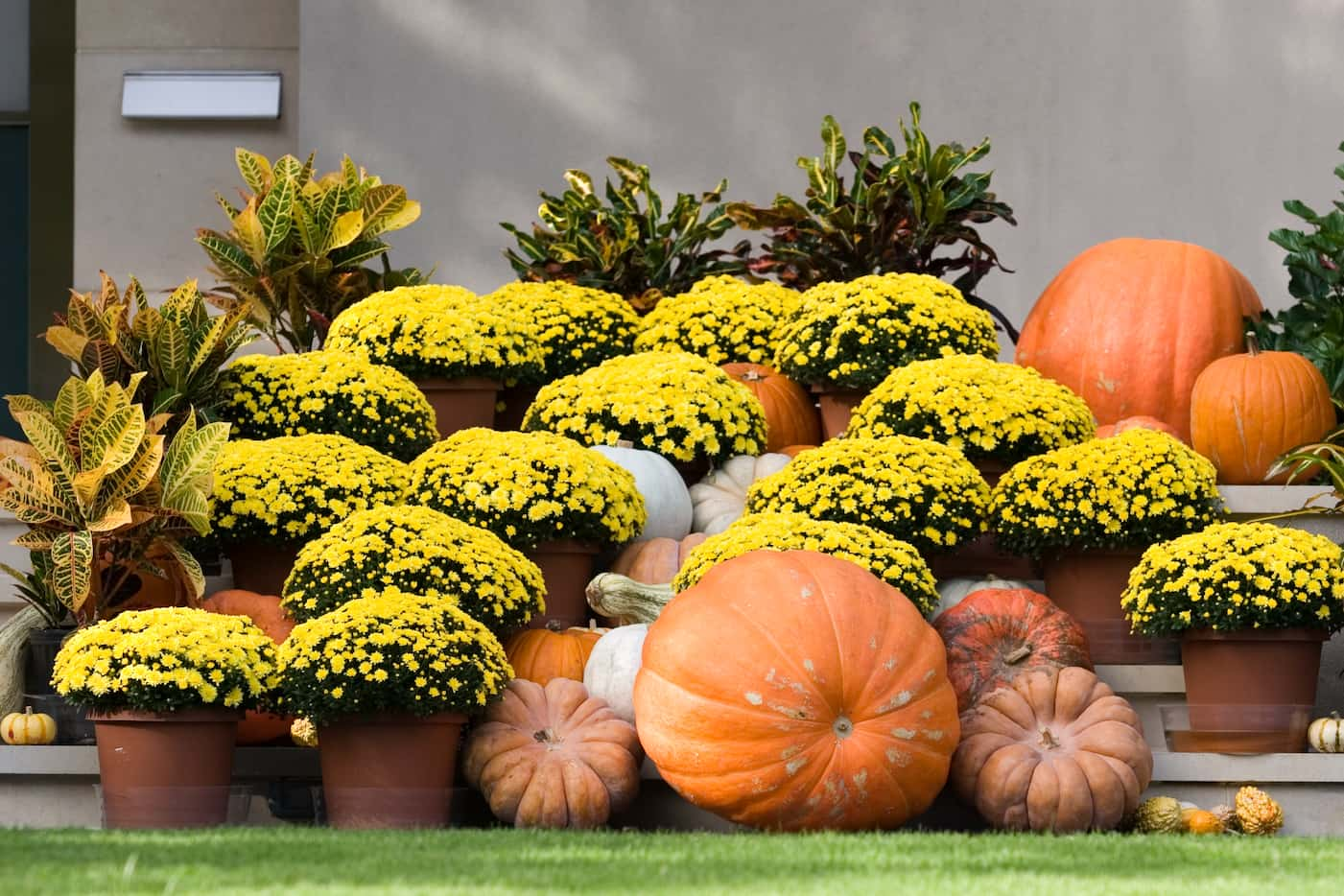 Mums and pumpkins