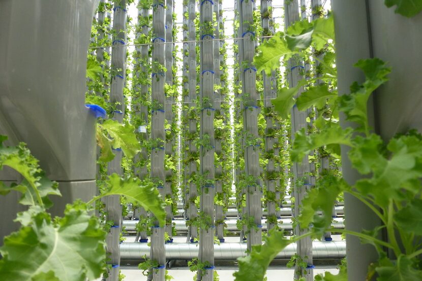 A view across the towers at Eden Green, which stand 18 feet tall, as kale grows.