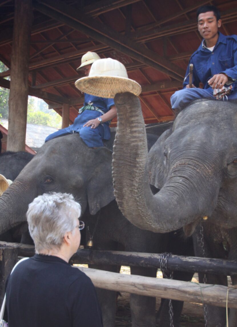 An elephant takes the hat off the head of his mahout (trainer) and places it on Mona...