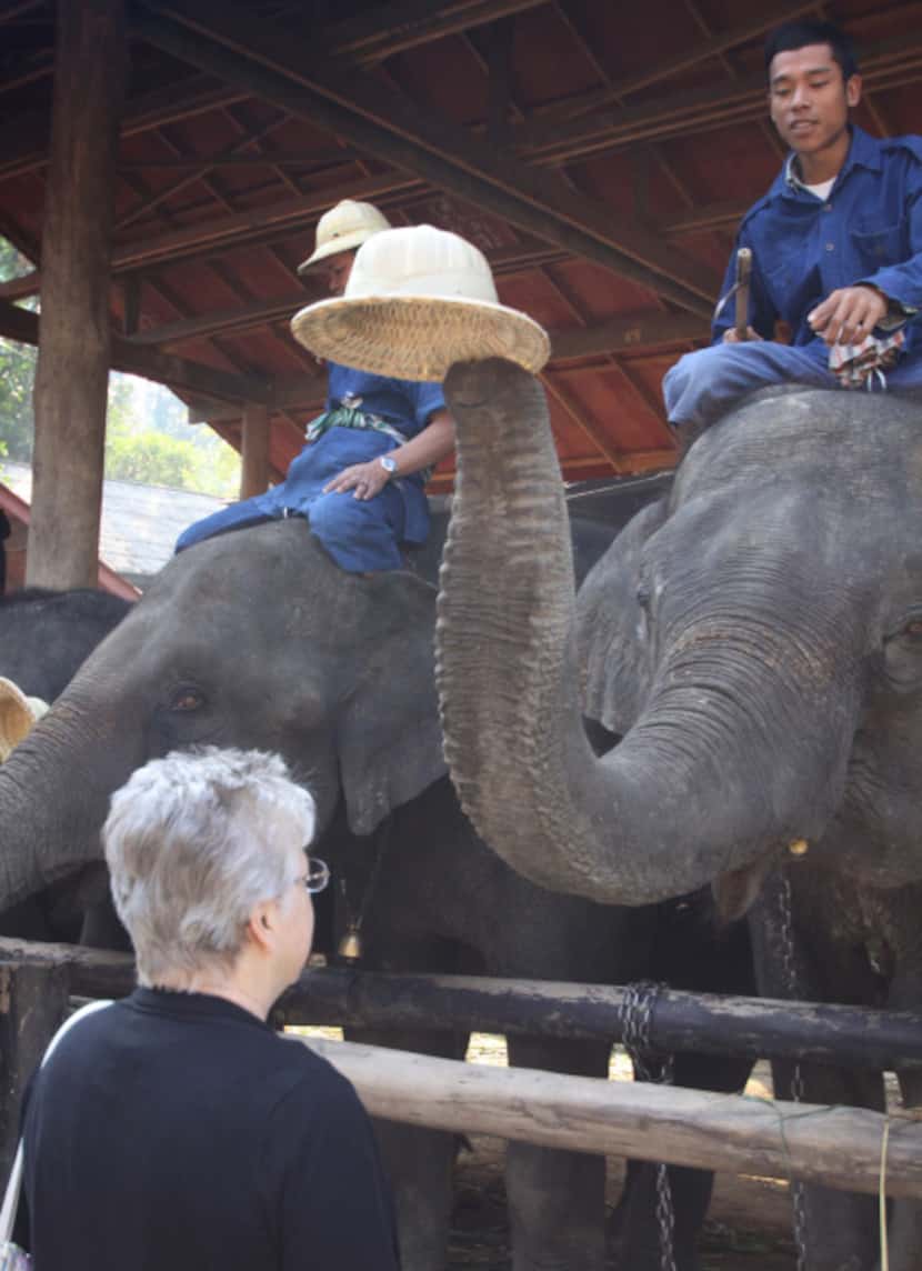 An elephant takes the hat off the head of his mahout (trainer) and places it on Mona...