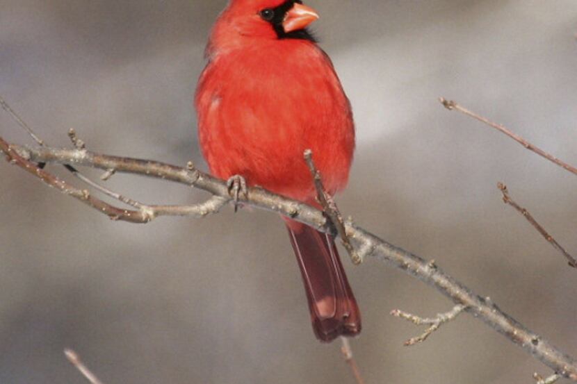 Join North Texas birders, experienced and beginners, in the Great Backyard Bird Count on...