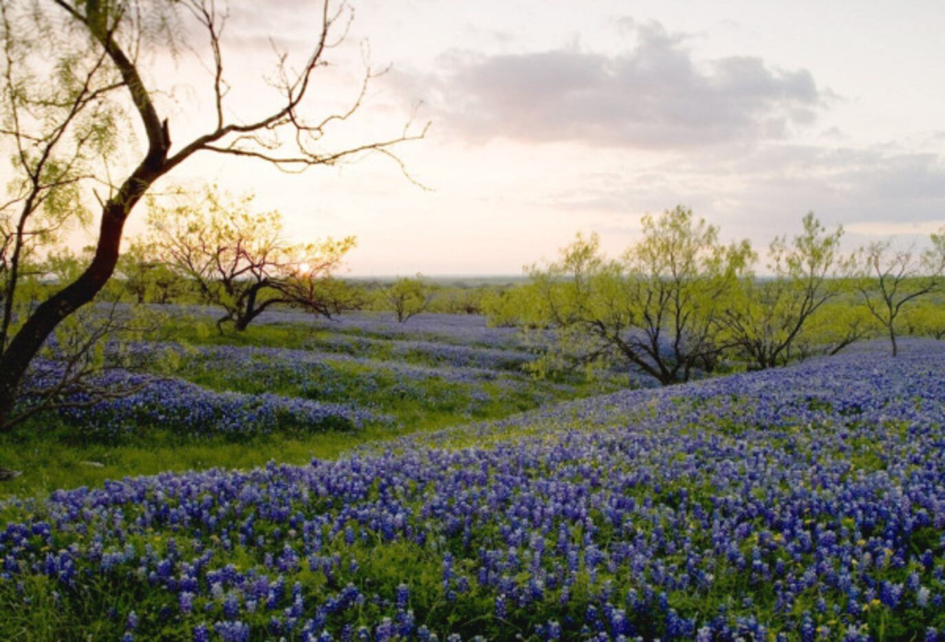 Unusually warm weather has caused wildflowers to bloom early across the state, according to...