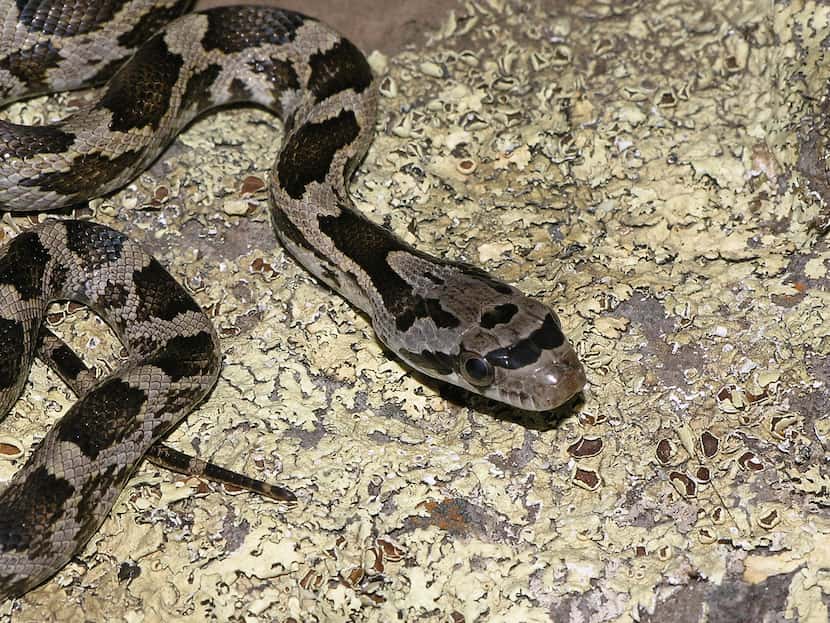 The Texas rat snake is fairly common in the Dallas-Fort Worth area. It can be up to five...