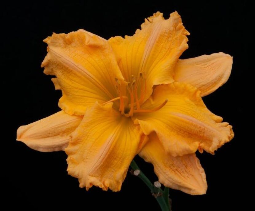 
Daylily 'Orange Velvet'
