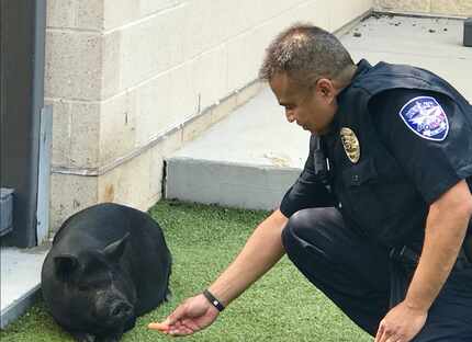 Officer James Intia feeds the pig, which was captured Wednesday morning.