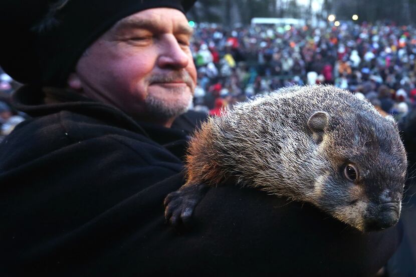 PUNXSUTAWNEY, PA - FEBRUARY 02:  Groundhog co-handler John Griffiths holds Punxsutawney Phil...