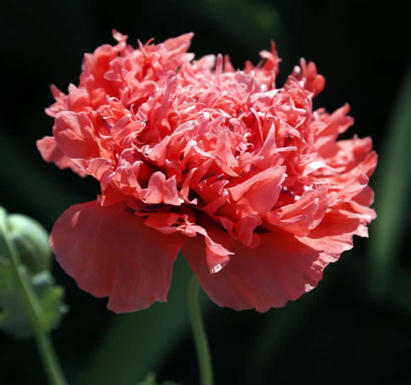 These pink, ruffled poppies bloom year after year at Clark Gardens Botanical Park in...