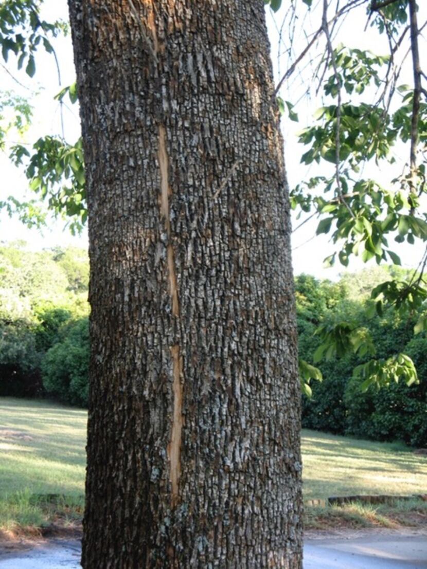 Lightning damage to a tree 