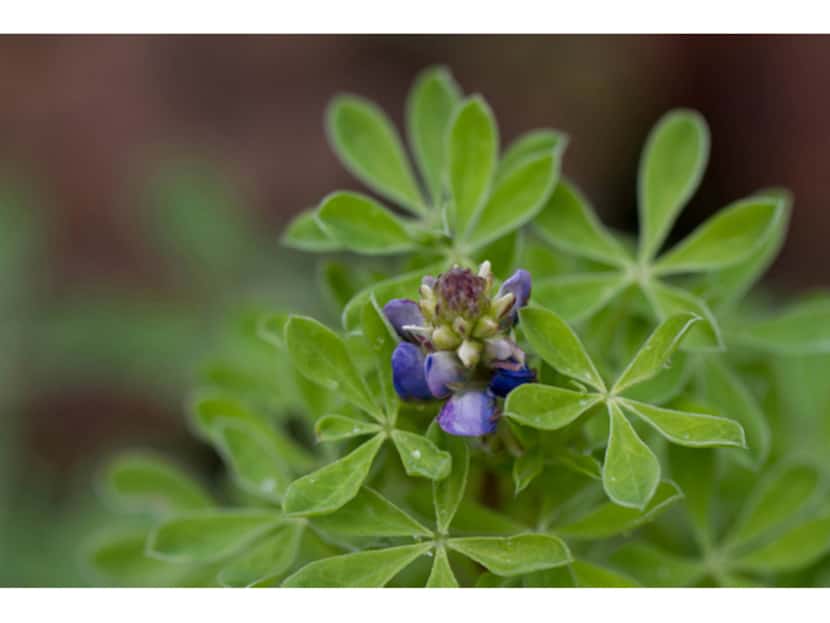 Close-up of Texas bluebonnet leaves and an inflorescence.