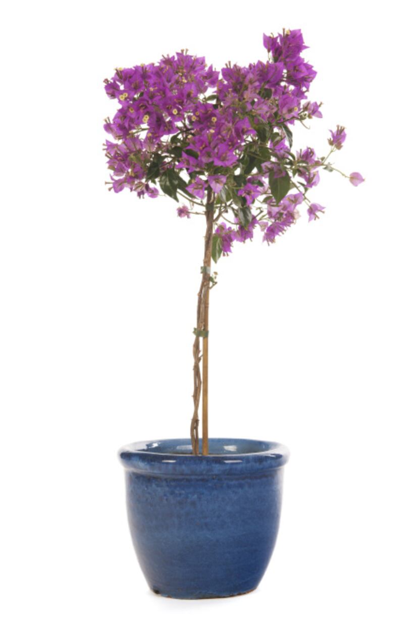 Pink Bougainvillea in blue pot.