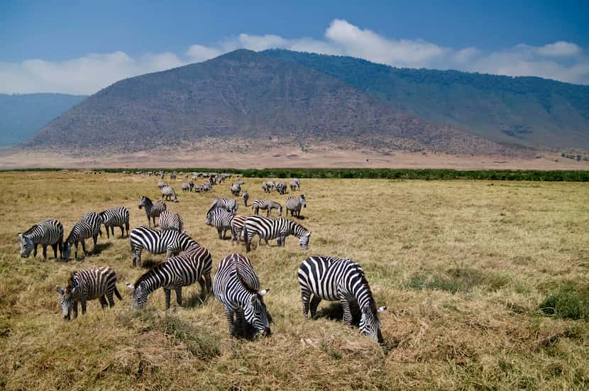 A zebra herd grazes in Serengeti National Park.