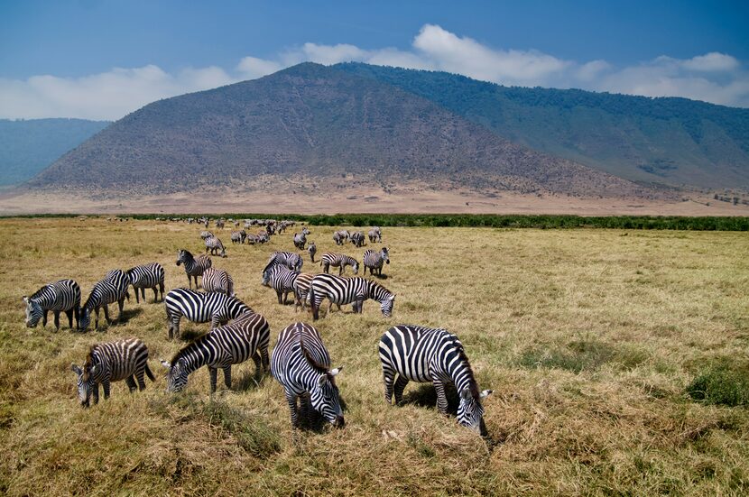 A zebra herd grazes in Serengeti National Park.