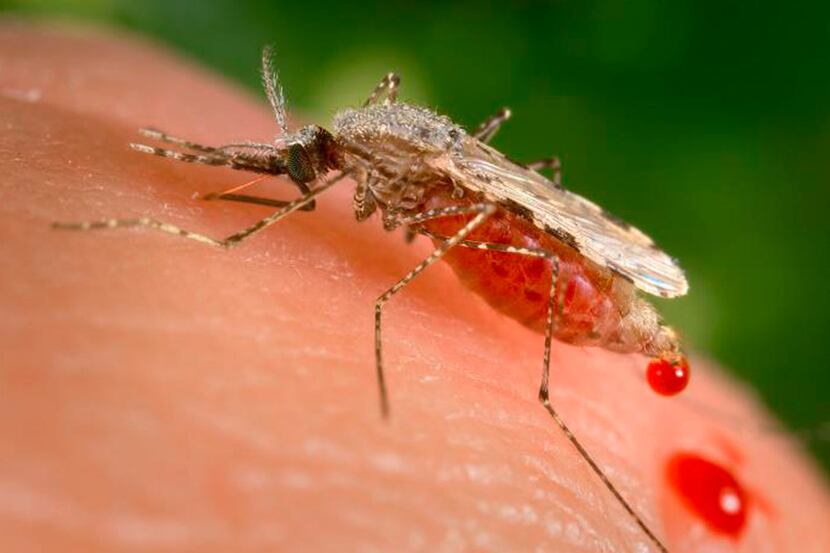 Last month, Paraguay announced that it has eliminated malaria, a disease that is spread by...