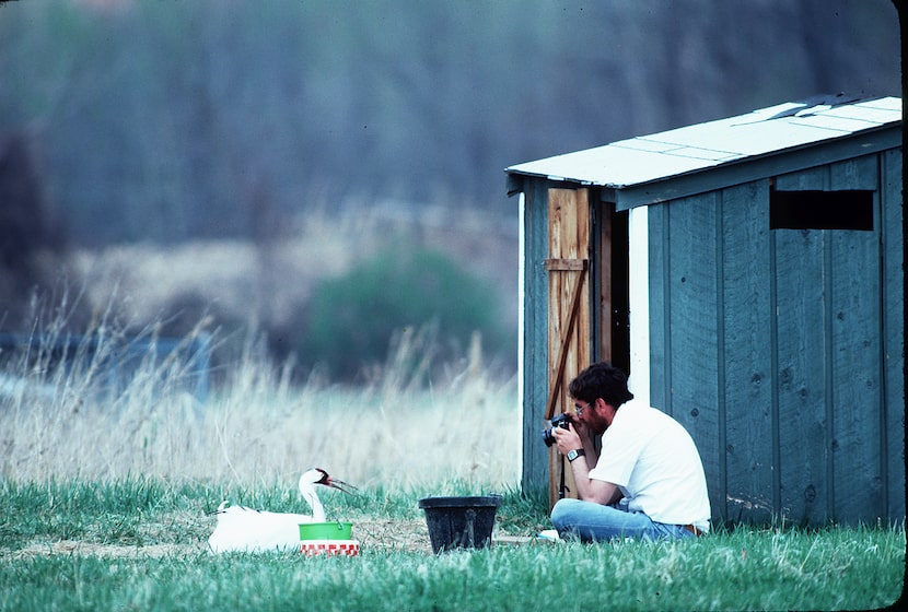 George Archibald photographed Tex, a whooping crane, during his 1982 stay in her pen at the...