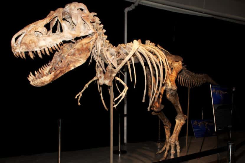 A Tyrannosaurus baatar skeleton.