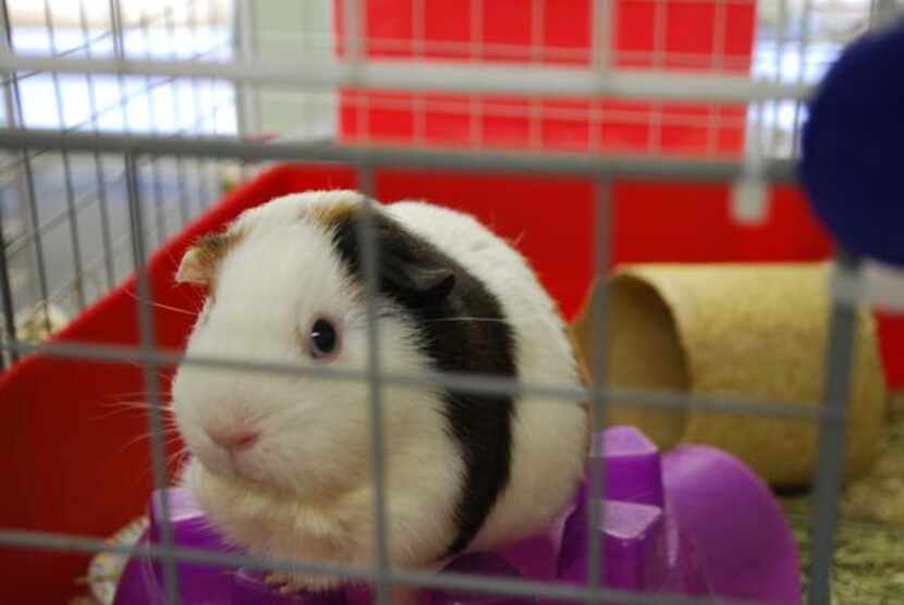 One of the shelter’s 56 guinea pigs peeks out from its habitat at Texas Rustlers Guinea Pig...