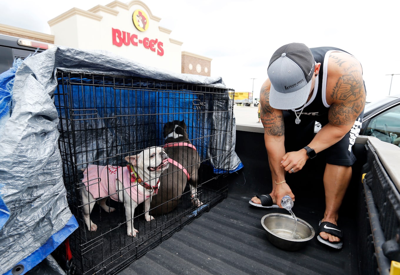 John Lira of Corpus Christi gets water ready for Bella (left) and Americus (center) while...