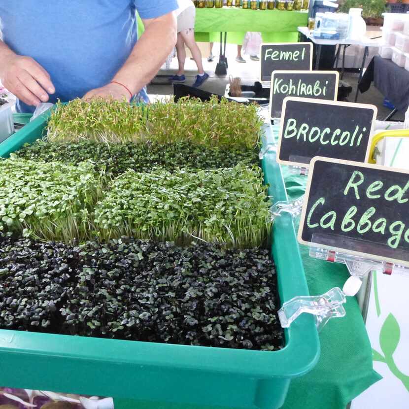 At the microgreens table at the Dallas Farmers Market, the little sprouts are well labeled  ...