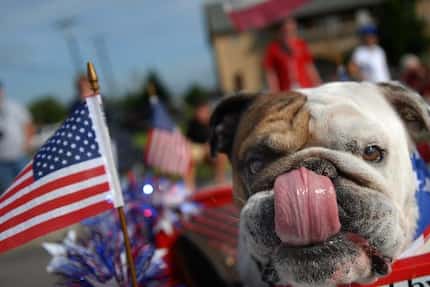 Karen and Johnny Myers' Goliath rode in a buggy during Heath's annual Independence Day Parade.