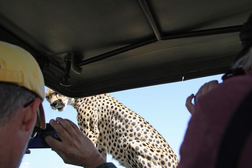 With just air between them, a cheetah eyeballs passengers after jumping onto their safari...