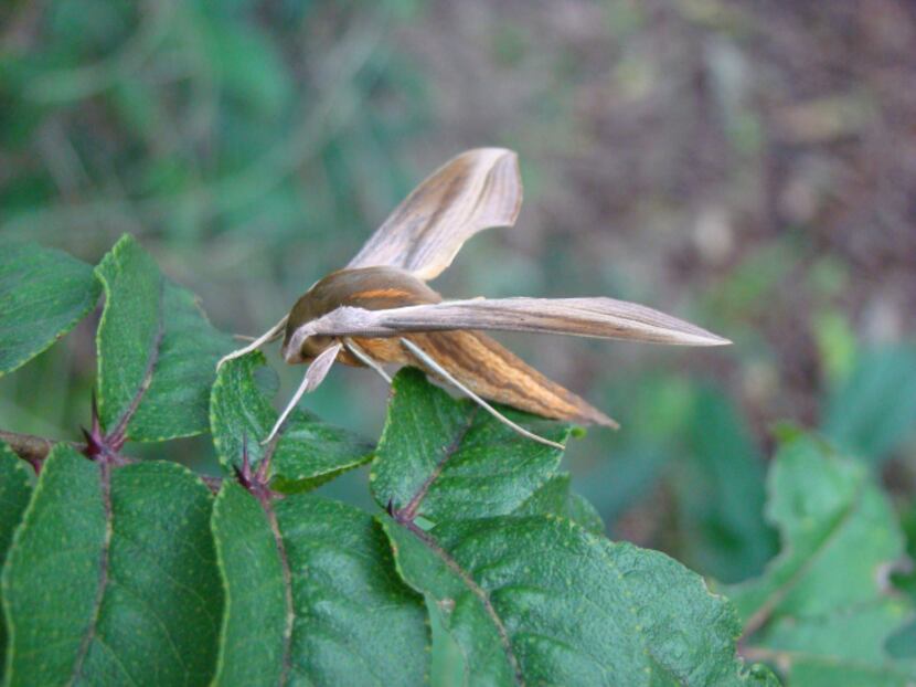 The caterpillar of the tersa sphinx moth is commonly found on pentas.