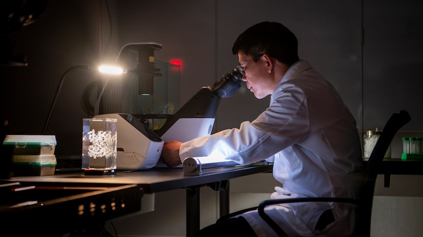 James Chen, winner of the 2024 Lasker Basic Medical Research Award, in his lab at UT...