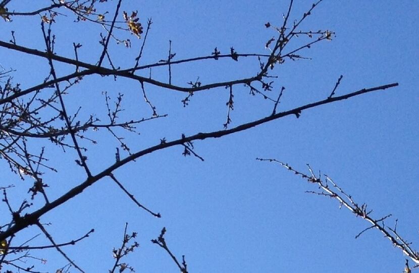 Pin-like twigs of pin oak 