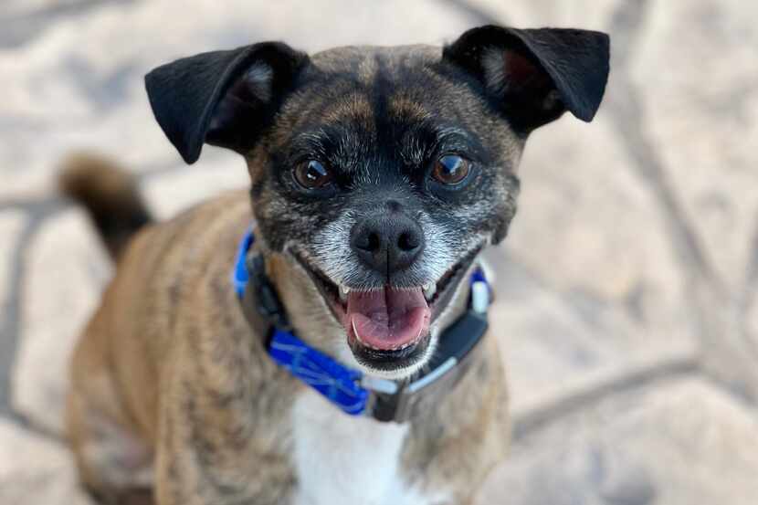 Drake, a 6-year-old terrier mix, was mauled to death over the weekend at Smart Dog Dallas, a...