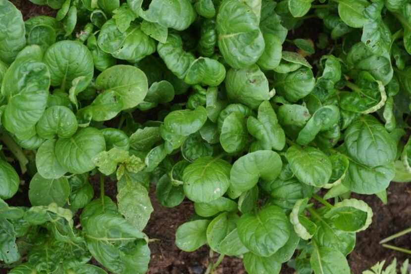 
Sow tatsoi seeds now for a healthy harvest of greens. 
