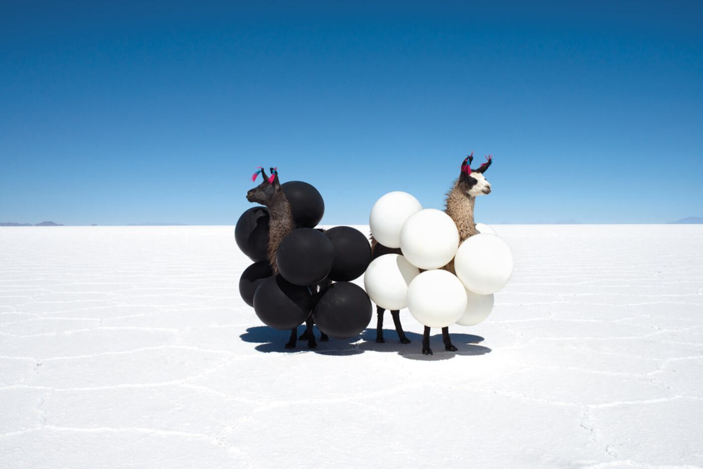 Malin's Llamas Black and White Balloons is a fan favorite, the photographer says.