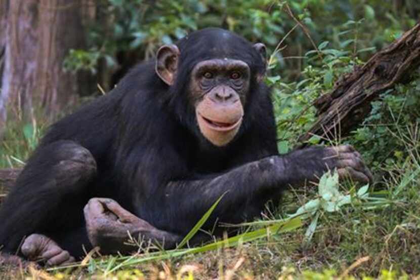 Kona, the Dallas Zoo's 7-year-old chimp that died Friday. 