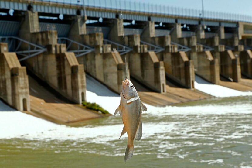 
Lavon Lake was jumping this week after the Army Corps of Engineers opened the gates for...