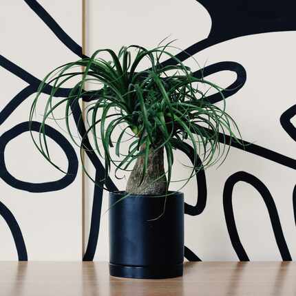Ponytail palm plant in a black pot against a black-and-white background