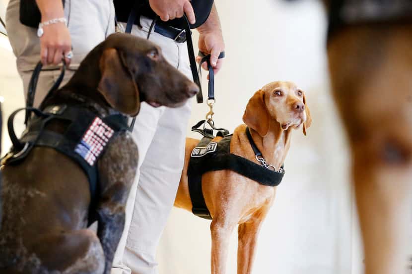 TSA explosive detection canine Bovli (right) joined other dogs for a demonstration at DFW...
