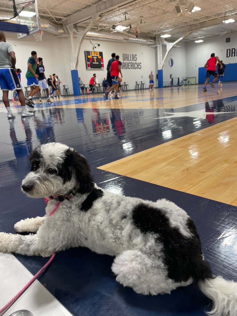 Bailey, la perrita de los Dallas Mavericks que fuge como apoyo emocional, a un lado de la...