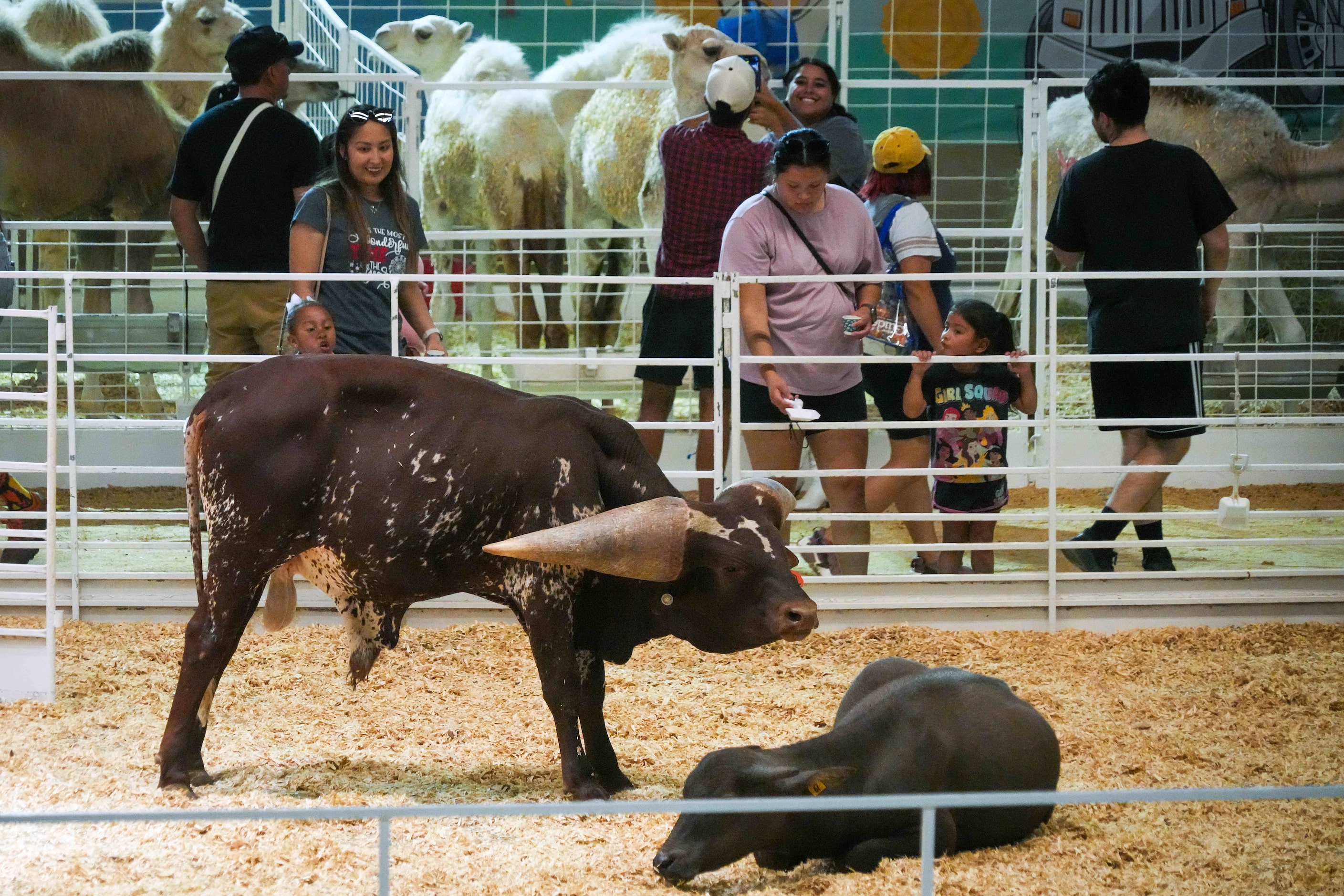 Fairgoers visit the petting zoo at the State Fair of Texas on Sunday, Sept. 29, 2024, in...