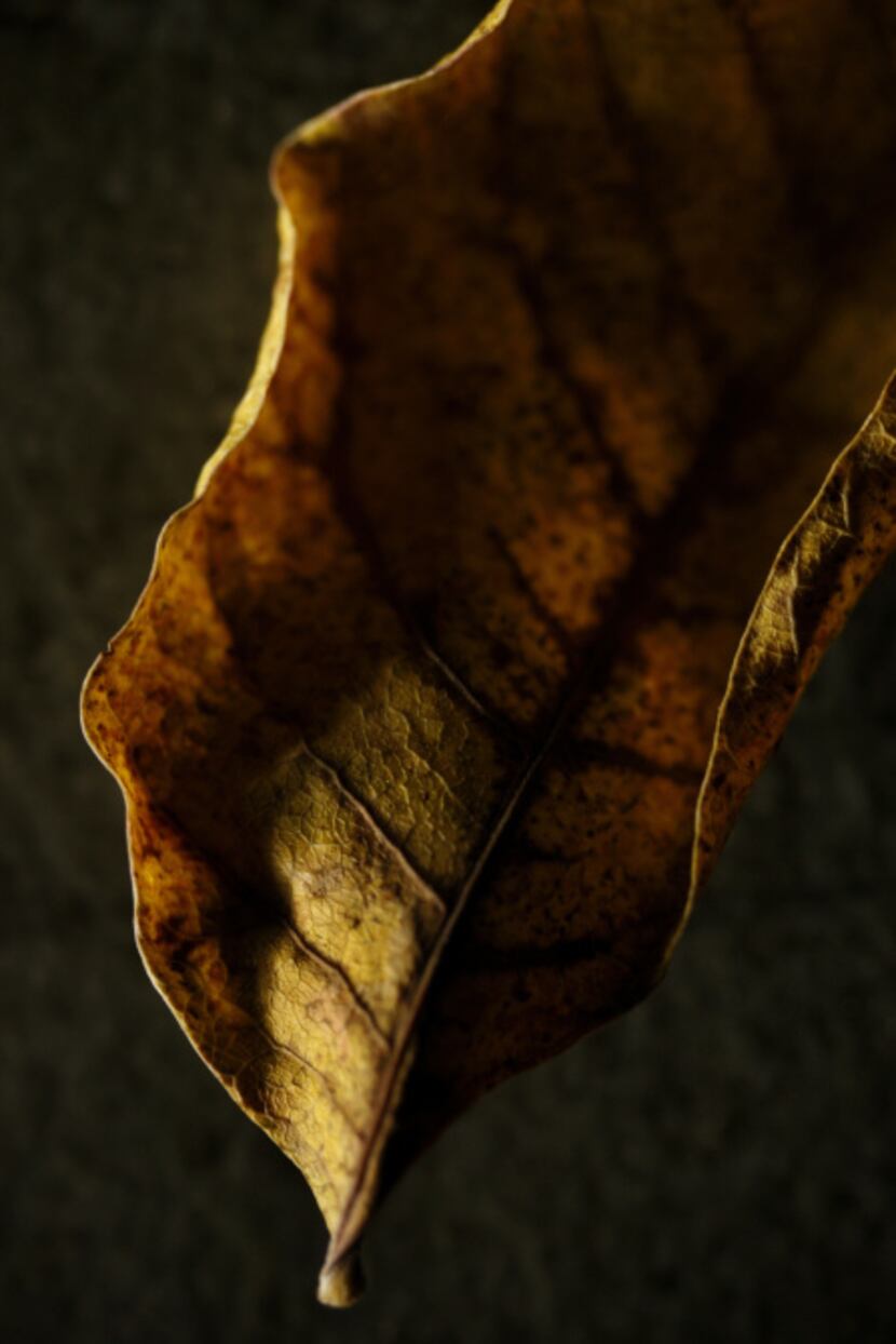 Bradford pear leaf, photographed November 25, 2013.