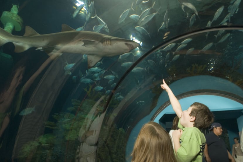 Galveston's Moody Gardens hosts Shark University Week with shark feedings, movies and more.