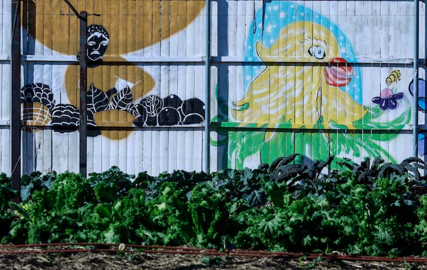 Vegetables grow at Bonton Farms in front of some of the brightly painted murals that have...