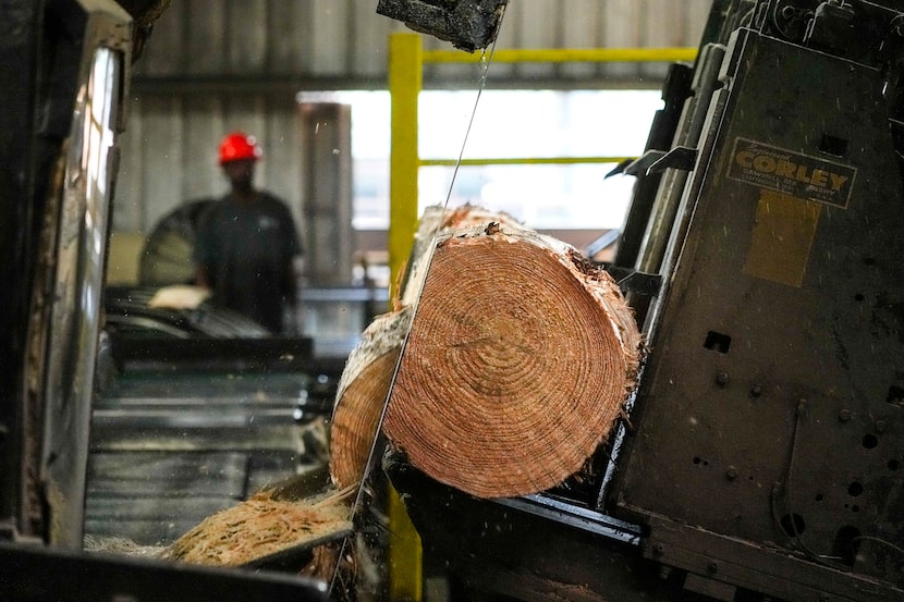 A log is cut at the Ward Timber mill on Tuesday, Oct. 15, 2024, in Linden, Texas.  The...