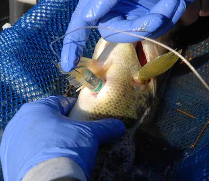 A TPWD bass tracking study launched on Toledo Bend in November underwent a setback when all...