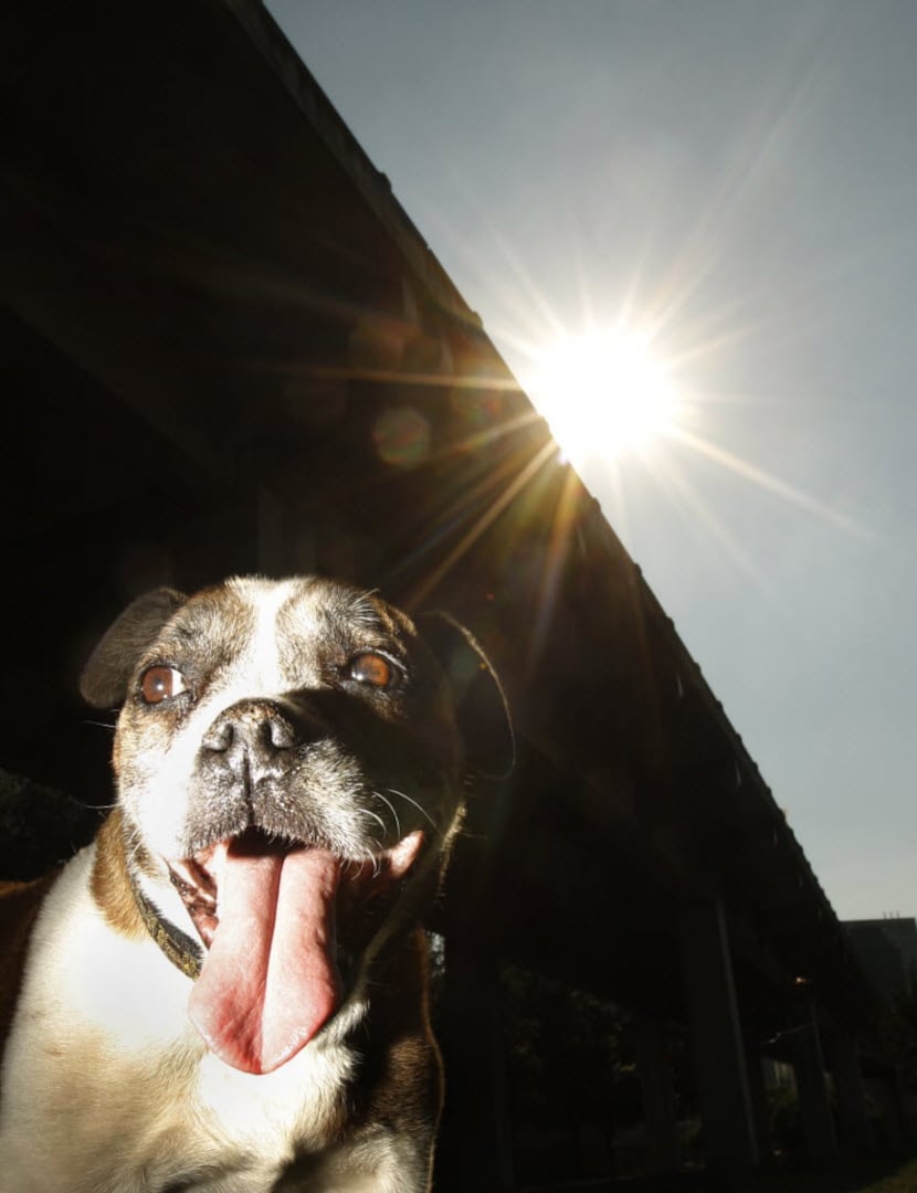 In this file photo, bulldog/boxer mix Otis, a 10-year-old, pants to stay cool in the shade...
