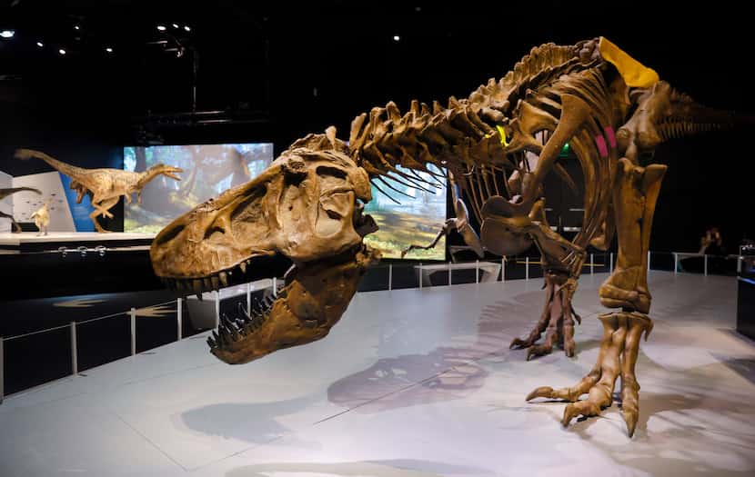 A full-size T. rex skeleton is on display in the ’T. rex: The Ultimate Predator’ exhibit now...