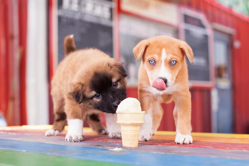 
This weekend’s Dogs & Desserts photo sessions at pooch-friendly Truck Yard will benefit...