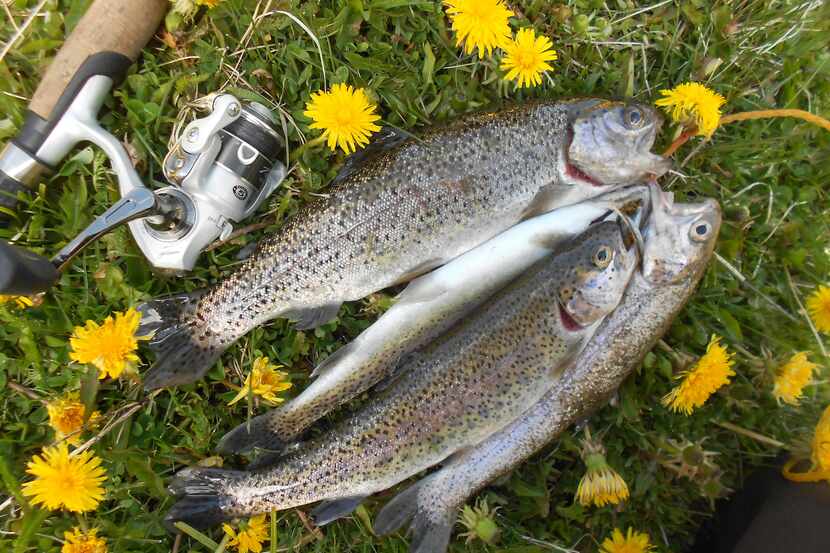The Texas Parks and Wildlife Department stocks thousands of rainbow trout in area lakes and...