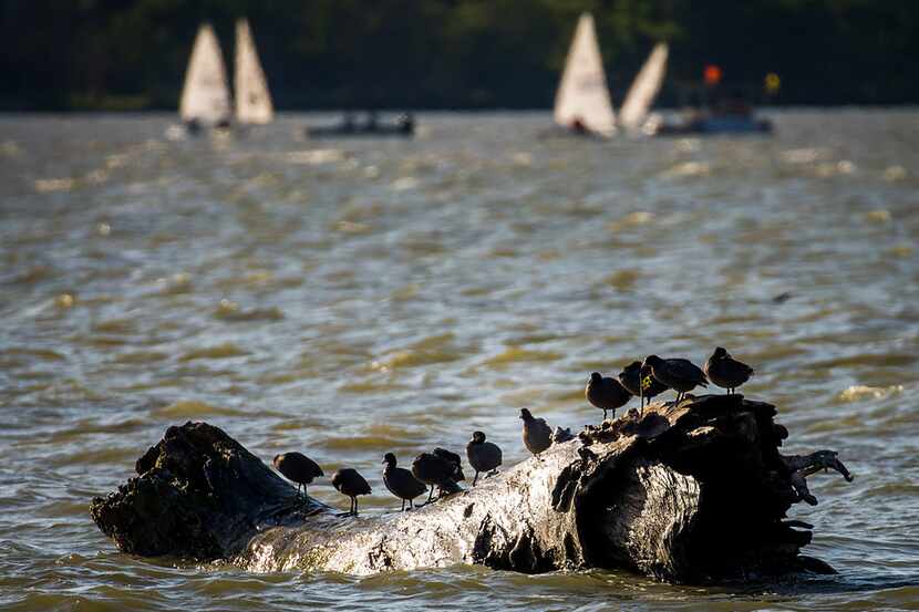 Sailboats ply the waters of White Rock Lake behind birds sunning on a log on Wednesday,...
