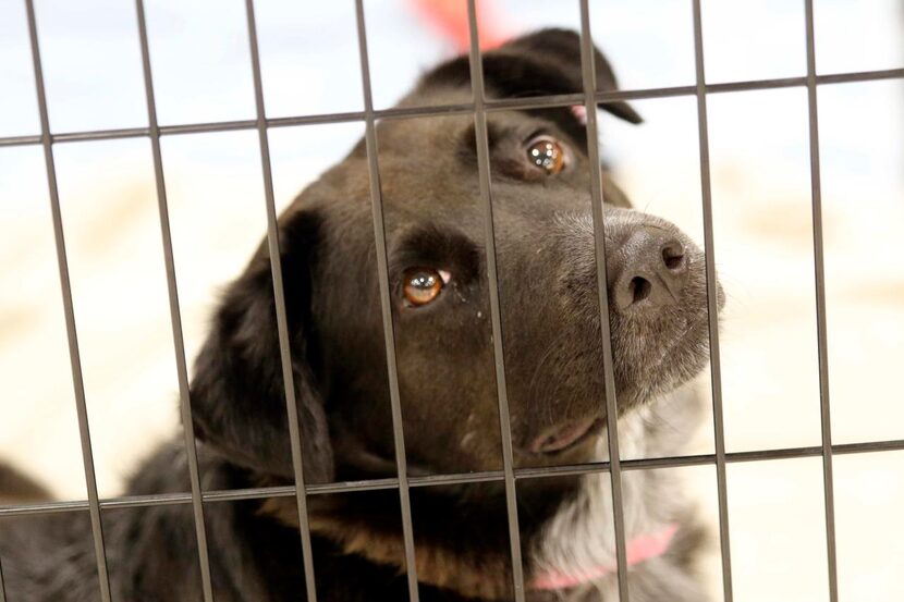 
Maggie, an Australian Cattle Dog mix, waits for her fur-ever home.
